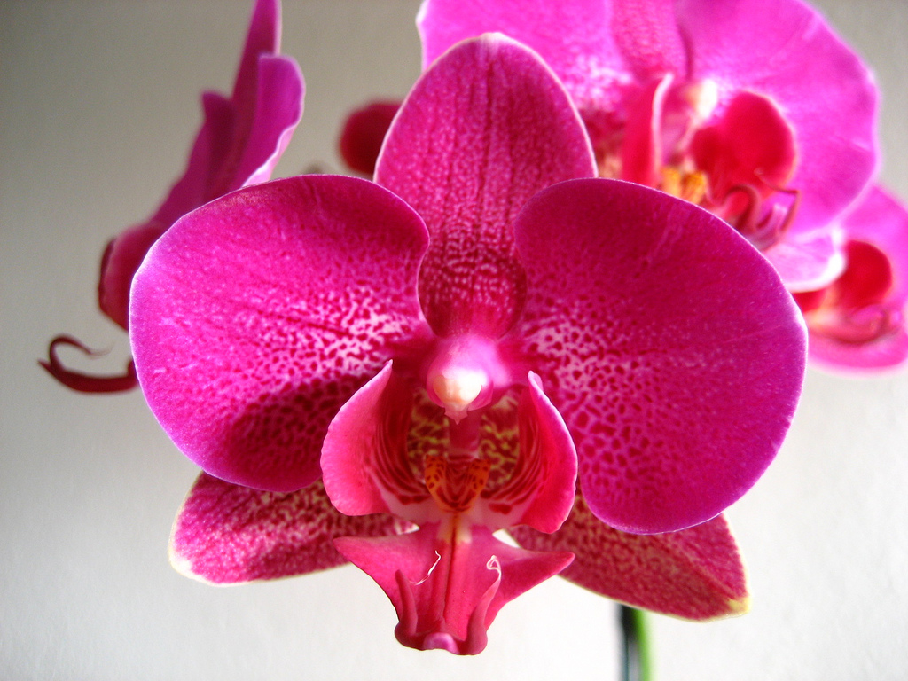 orquidea hawaiana